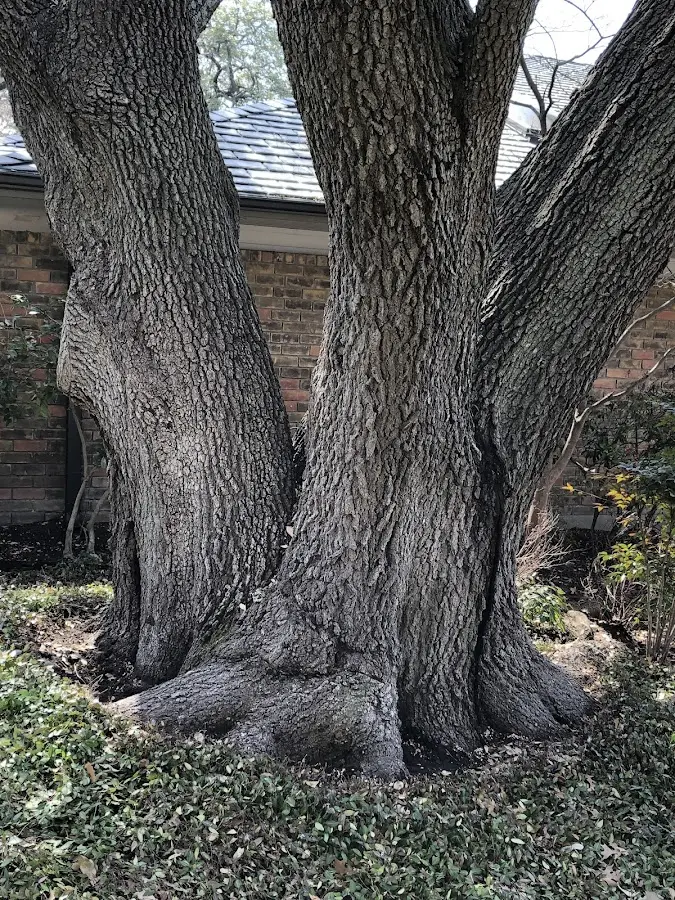 Mature heritage tree close to a Rock Spring property cared for by certified arborists